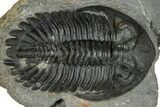 Hollardops Trilobite Fossil - Ofaten, Morocco #300553-1